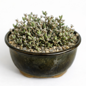 Antimima nordenstamii (Ruschia nordenstamii) - 5 Seed Pack