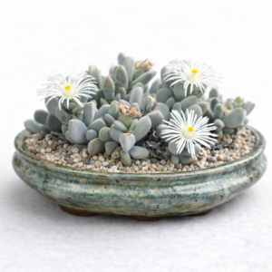 Antimima pilosula (Ruschia pilosula) - 5 Seed Pack