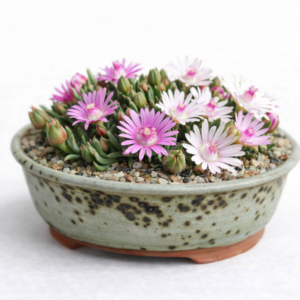 Antimima saturata (Ruschia saturata) - 5 Seed Pack