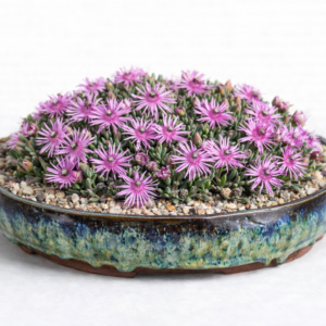 Antimima stayneri (Ruschia stayneri) - 5 Seed Pack