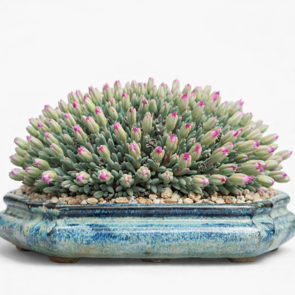 Antimima subtruncata (Ruschia subtruncata) - 5 Seed Pack