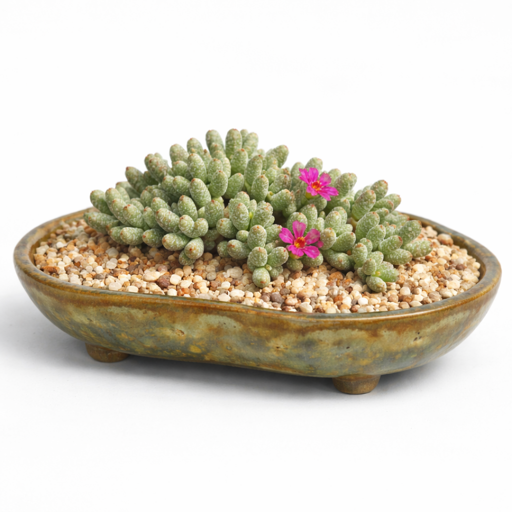 Antimima vanzylii (Ruschia vanzylii) - 5 Seed Pack