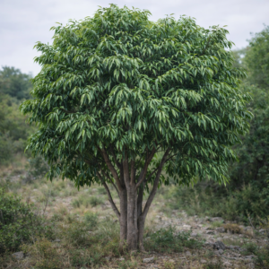 Ficus binnendijkii (Ficus maclellandii) - Long-leaf Fig, Willow-leaf Fig - 5 Seed Pack