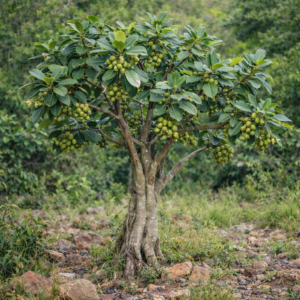 Ficus bubu (Ficus kyimbilensis) - Bubu Fig; Bubuvy - 5 Seed Pack