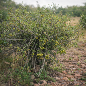 Ficus capreifolia (Ficus capreifolia Delile) - Riverine Sandpaper Fig; Rivier-skurwevy - 5 Seed Pack