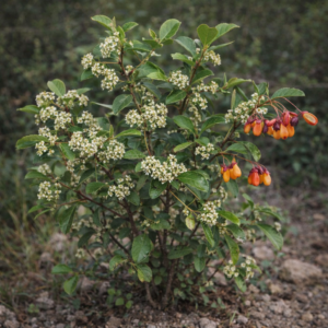 Gymnosporia nemorosa (Maytenus nemorosa) - White Forest Spikethorn - 5 Seed Pack