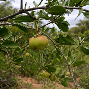 Gymnosporia oxycarpa (Maytenus oxycarpa) - Large-Fruited Spikethorn; Grootvrugpendoring - 5 Seed Pack