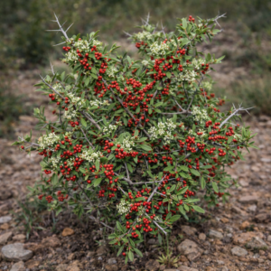 Gymnosporia polyacantha ssp. vaccinifolia (Gymnosporia vaccinifolia) - Buffalo Spikethorn; Buffelpendoring - 5 Seed Pack