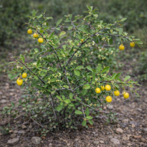Gymnosporia swazica (Gymnosporia graniticola) - Lemoendoring - 5 Seed Pack
