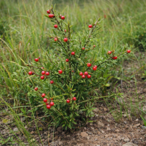 Gymnosporia uniflora - Dwarf Spikethorn - 5 Seed Pack