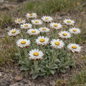 Helichrysum albo-brunneum (Helichrysum albobrunneum) - 5 Seed Pack