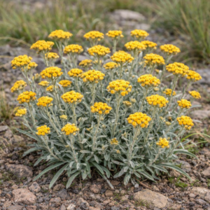 Helichrysum ammitophilum - 5 Seed Pack