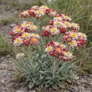 Helichrysum appendiculatum (Gnaphalium appendiculatum) - Sheep-ears Everlasting; Skaapoorbossie - 5 Seed Pack