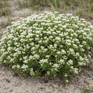 Helichrysum asperum var. comosum (Helichrysum comosum) - 5 Seed Pack