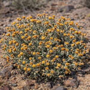 Helichrysum aureofolium - 5 Seed Pack