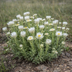 Helichrysum aureum var. candidum - 5 Seed Pack