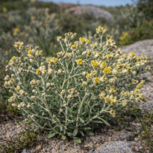 Helichrysum bachmannii - 5 Seed Pack