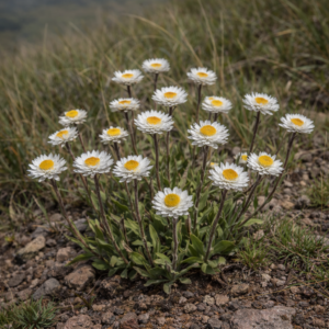 Helichrysum bellum - 5 Seed Pack