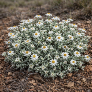 Helichrysum cerastoides (Helichrysum cerastioides) - Leafy Everlasting - 5 Seed Pack