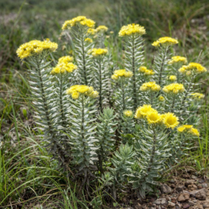 Helichrysum citricephalum - 5 Seed Pack