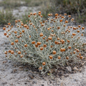 Helichrysum cochleariforme (Helichrysum imbricatum) - Gold-and-silver Everlasting - 5 Seed Pack