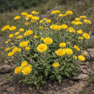 Helichrysum cooperi - Drakensberg Yellow Everlasting; Geelsewejaartjie - 5 Seed Pack