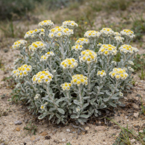 Helichrysum crispum - Woolly Everlasting; Kooigoed - 5 Seed Pack