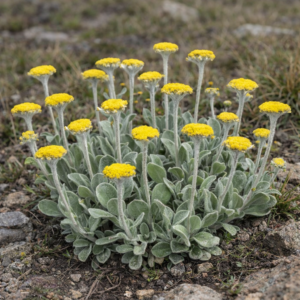 Helichrysum drakensbergense - Drakenserg Everlasting - 5 Seed Pack
