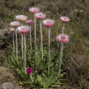 Helichrysum ecklonis (Helichrysum scapiforme) - Ecklons Everlasting - 5 Seed Pack
