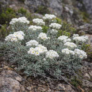 Helichrysum fruticans (Gnaphalium fruticans) - Tall White Everlasting - 5 Seed Pack