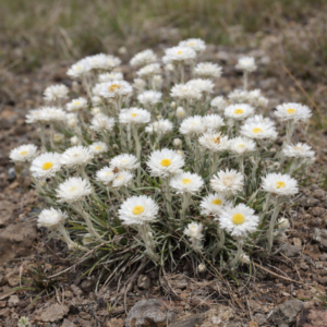 Helichrysum grandibracteatum - 5 Seed Pack