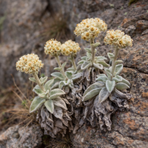 Helichrysum homilochrysum - 5 Seed Pack