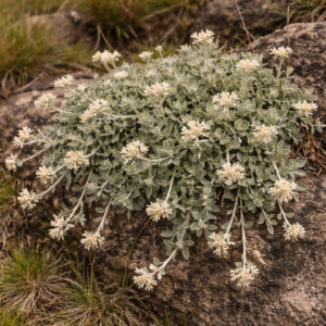Helichrysum hyphocephalum - 5 Seed Pack