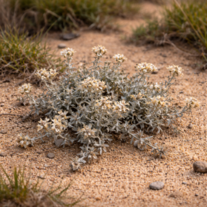 Helichrysum incarnatum (Helichrysum rubellum incarnatum) - 5 Seed Pack