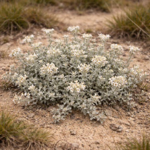 Helichrysum indicum (Gnaphalium indicum) - Annual Everlasting - 5 Seed Pack