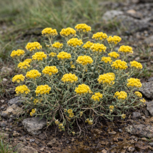 Helichrysum isolepis - 5 Seed Pack