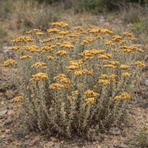 Helichrysum kraussii - Straw Everlasting; Sewejaartjie - 5 Seed Pack