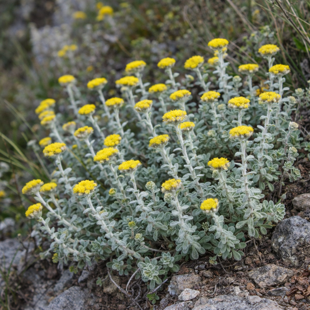 Helichrysum marifolium - 5 Seed Pack