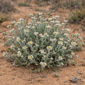 Helichrysum marmarolepis - 5 Seed Pack