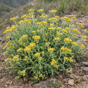 Helichrysum melanacme (Helichrysum kuntzei) - Tawny Everlasting; Hottentotskooigoed - 5 Seed Pack