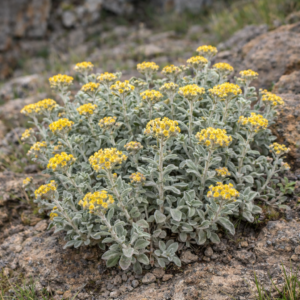 Helichrysum mimetes - Curry Everlasting - 5 Seed Pack