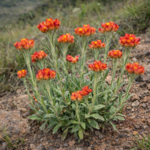 Helichrysum mixtum var. grandiceps - 5 Seed Pack