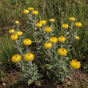 Helichrysum molestum - 5 Seed Pack