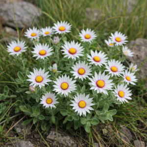 Helichrysum monticola - 5 Seed Pack