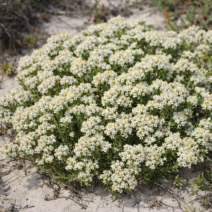 Helichrysum niveum (Gnaphalium niveum) - Sand Everlasting; Sewejaartjie - 5 Seed Pack