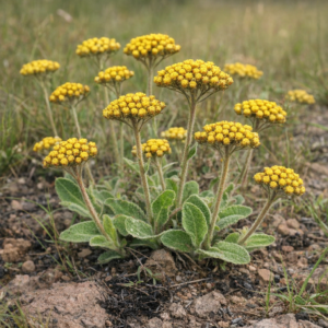 Helichrysum nudifolium var. pilosellum - 5 Seed Pack