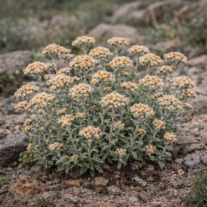 Helichrysum oxybelium - 5 Seed Pack