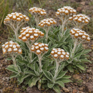 Helichrysum pedunculatum (Helichrysum pedunculare) - 5 Seed Pack