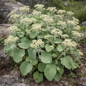 Helichrysum populifolium - Poplar Everlasting - 5 Seed Pack