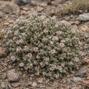 Helichrysum pumilio subsp. fleckii (Helichrysum fleckii) - 5 Seed Pack